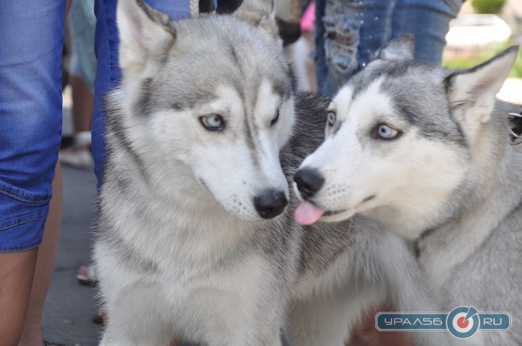Дог-шоу «Я и моя собака» в Новотроицке, 28.06.2014